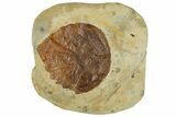 Colorful, Paleocene Fossil Leaf (Davidia) - Montana #262358-1